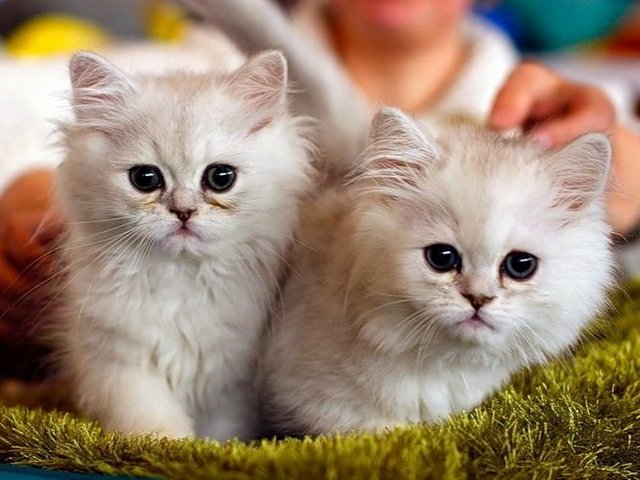 Породы кошек в Козьмодемьянске | ЗооТом портал о животных