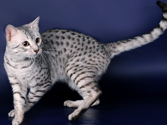 Породы кошек в Козьмодемьянске | ЗооТом портал о животных