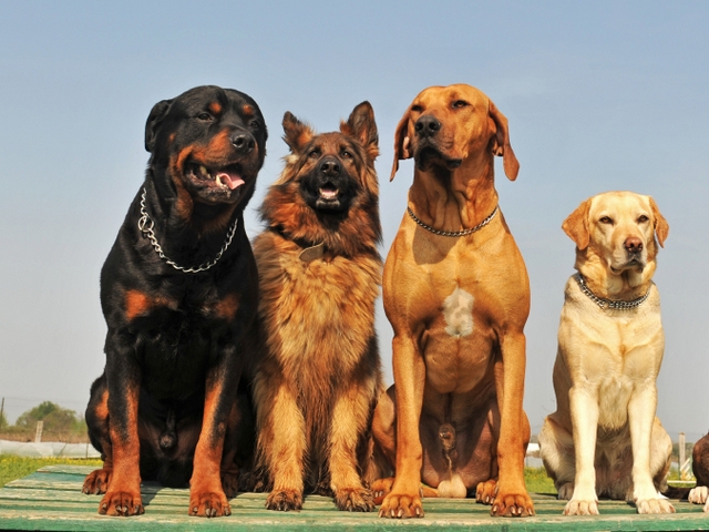 Крупные породы собак в Козьмодемьянске | ЗооТом портал о животных